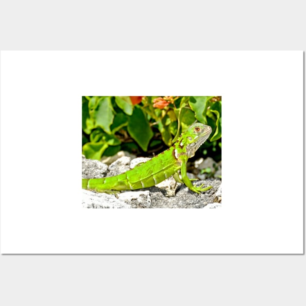 Bright Green Iguana Wall Art by Scubagirlamy